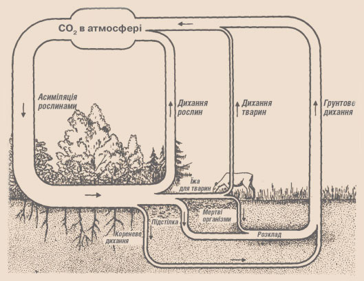 Мал. 6.3. Кругообіг вуглецю в біосфері. Ширина зображених шляхів кругообігу пропорційна масі вуглецю, що йде даним шляхом