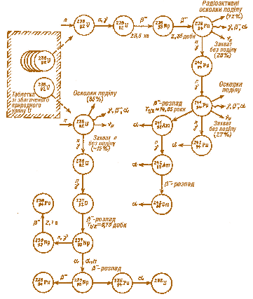 Мал. 6.25. Схема ланцюжків поділу та ядерних перетворень урану й плутонію під дією теплових нейтронів в активній зоні ядерного реактора, завантаженого урановим паливом