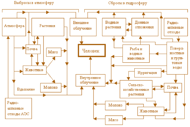 Рис. 3.16. Пути воздействия радиоактивных отходов АЭС на человека